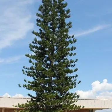 thumbnail for publication: Araucaria heterophylla: Norfolk Island-Pine